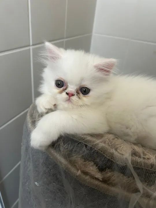 Filhotes persa para venda 