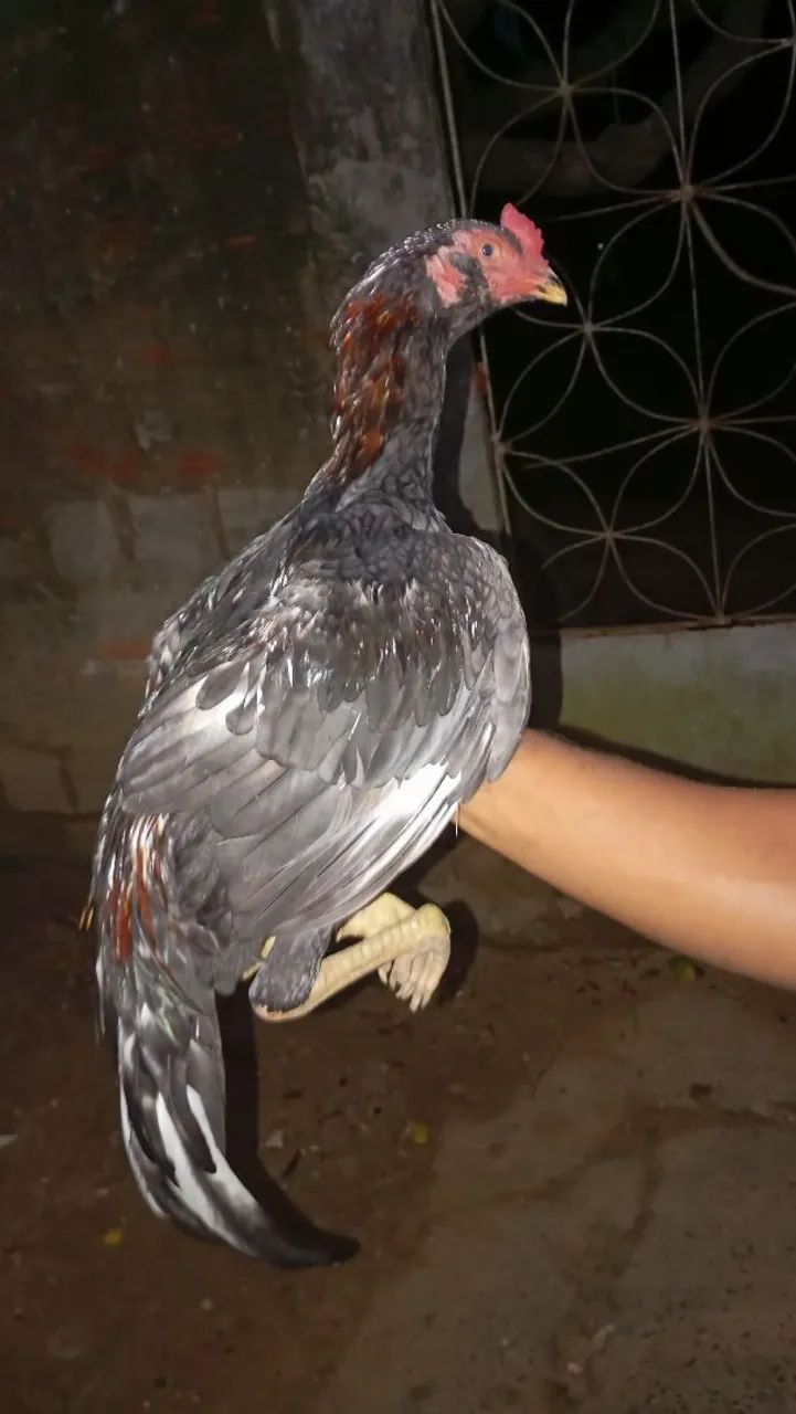 Frango de raça e duas frangas pequena - Foto 2