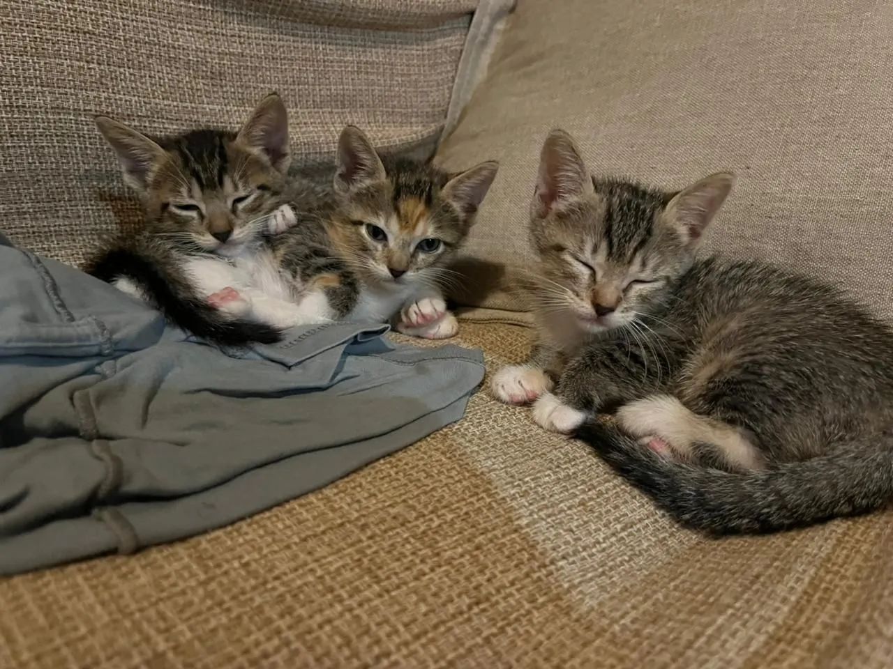 Doação responsável de gatinhos filhotes 