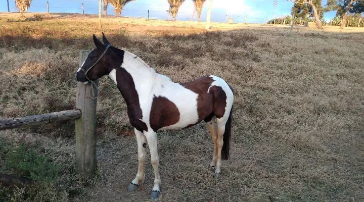Égua pampa marcha batida domada 7 anos Léia a descrição abaixo  - Foto 4