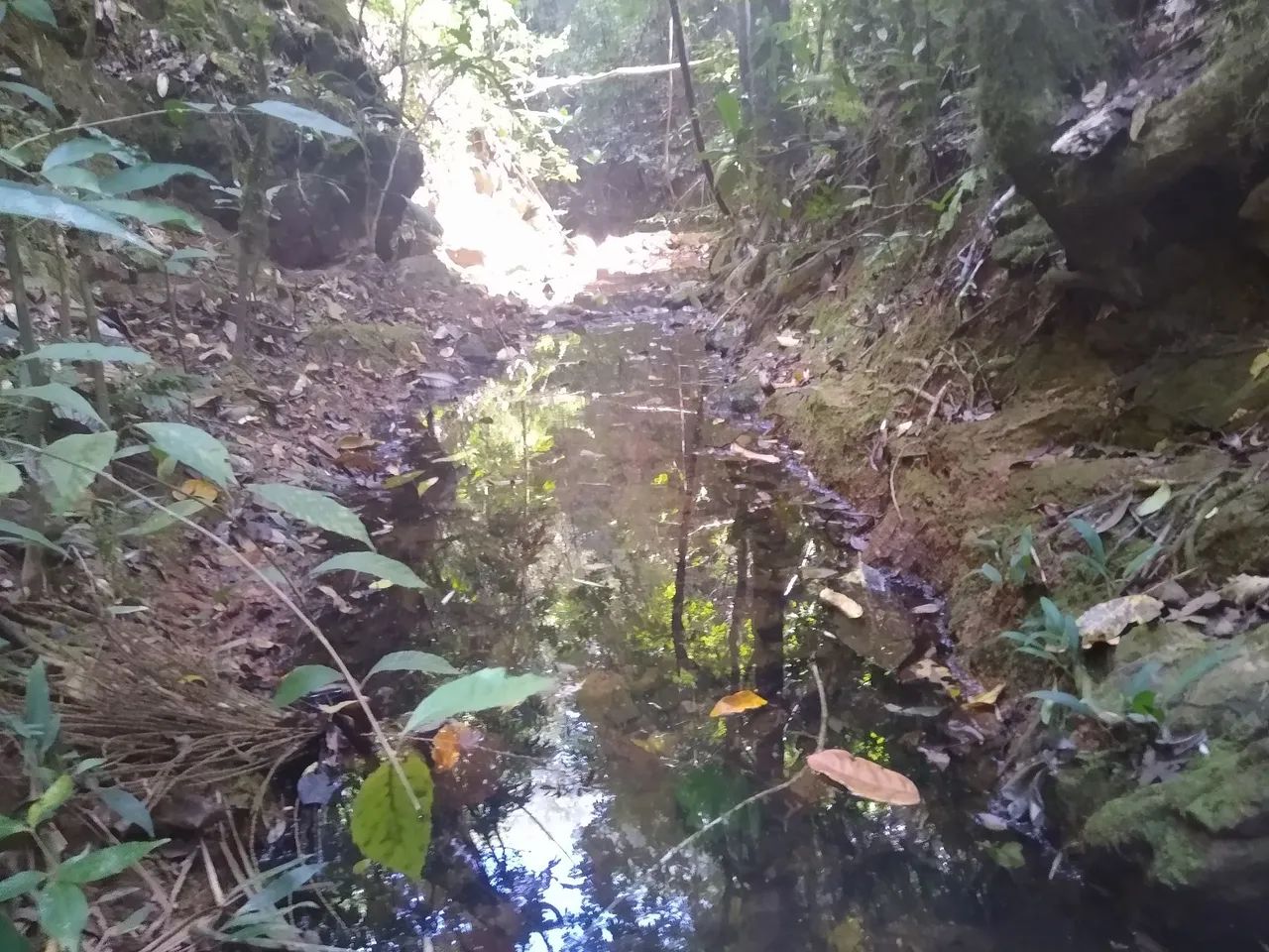 ARRENDO 10HEC PRA GADO OU IRRIGAÇÃO, EM LAGAMAR!! - Foto 8
