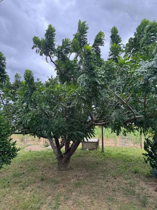 ] Oportunidade! Chácara com Casa, Pomar e Água de Mina ] - Foto 12