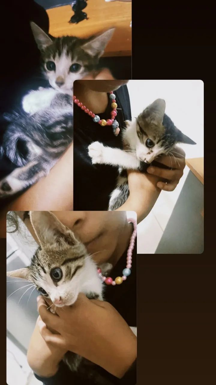 3 gatinhos para doação 