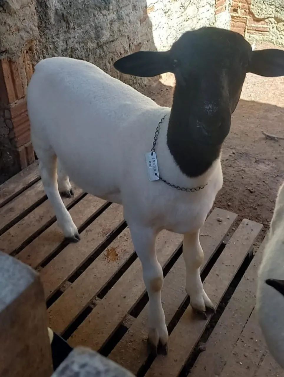 Carneiro dorper puro de pai e mãe sem documento. - Foto 2