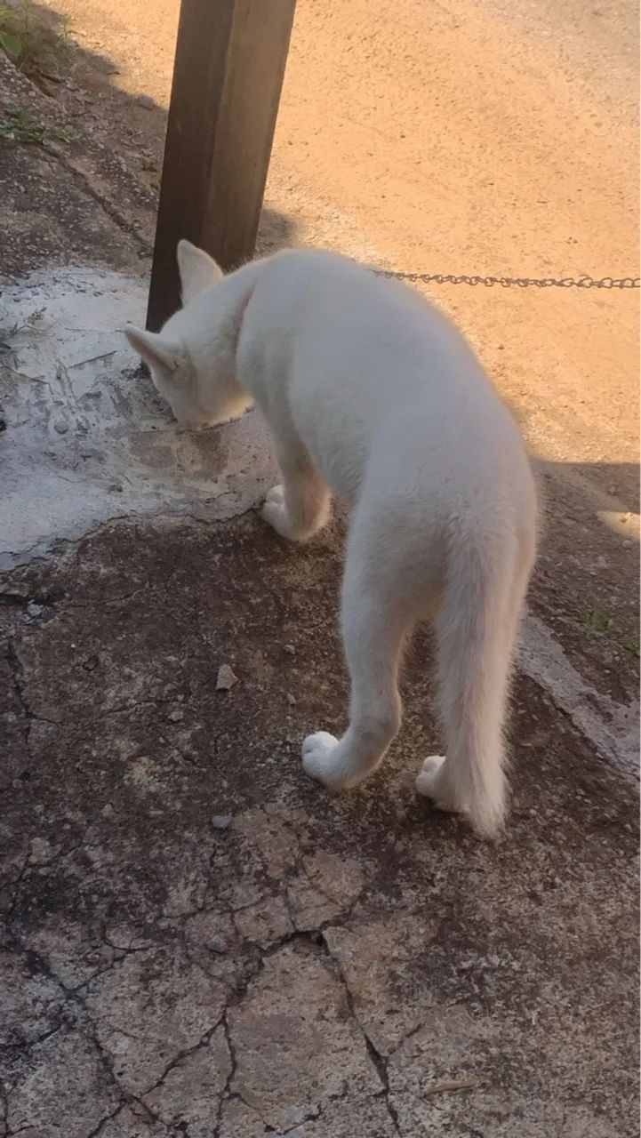 Husky siberiano  raro, branco ,4 meses  - Foto 4