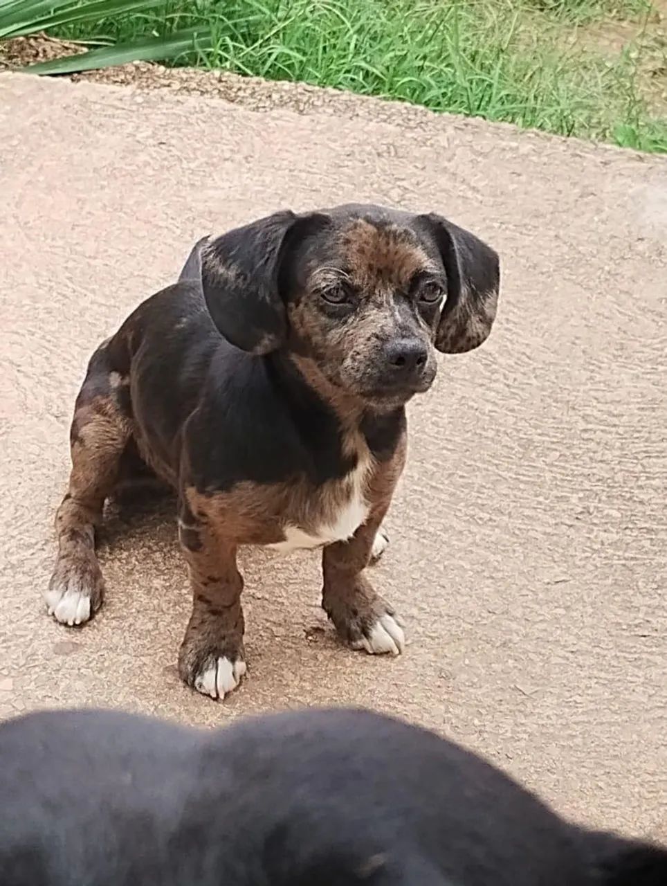 Doação de cachorro  - Foto 3