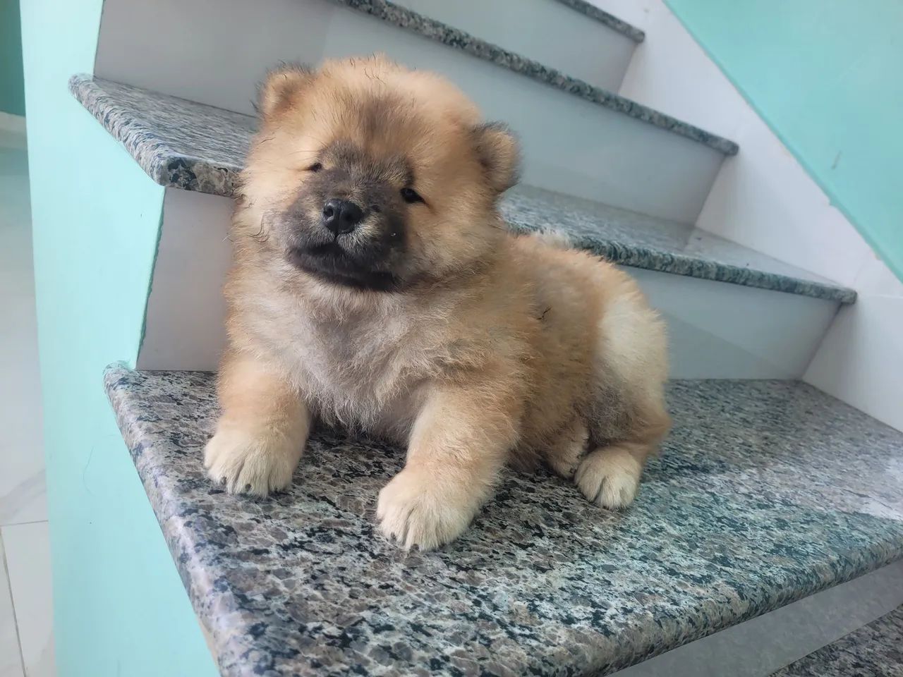 Filhotes de chow chow