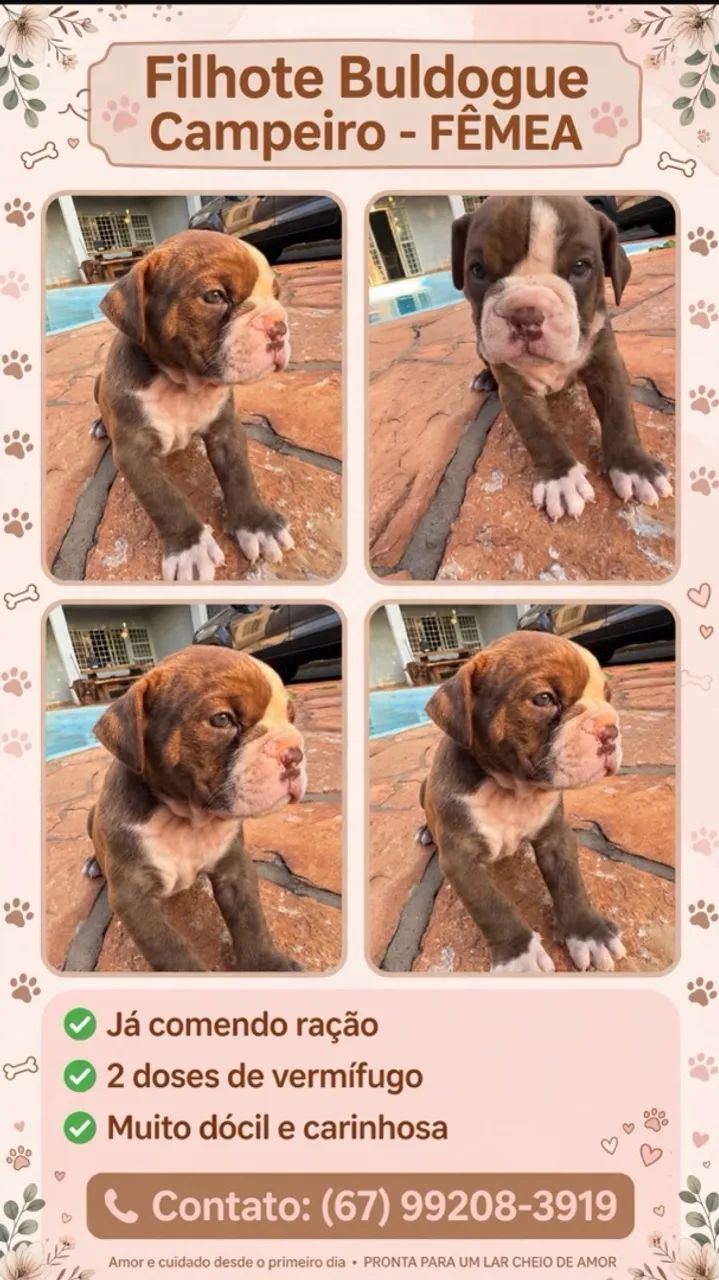 Buldogue campeiro  - Foto 3