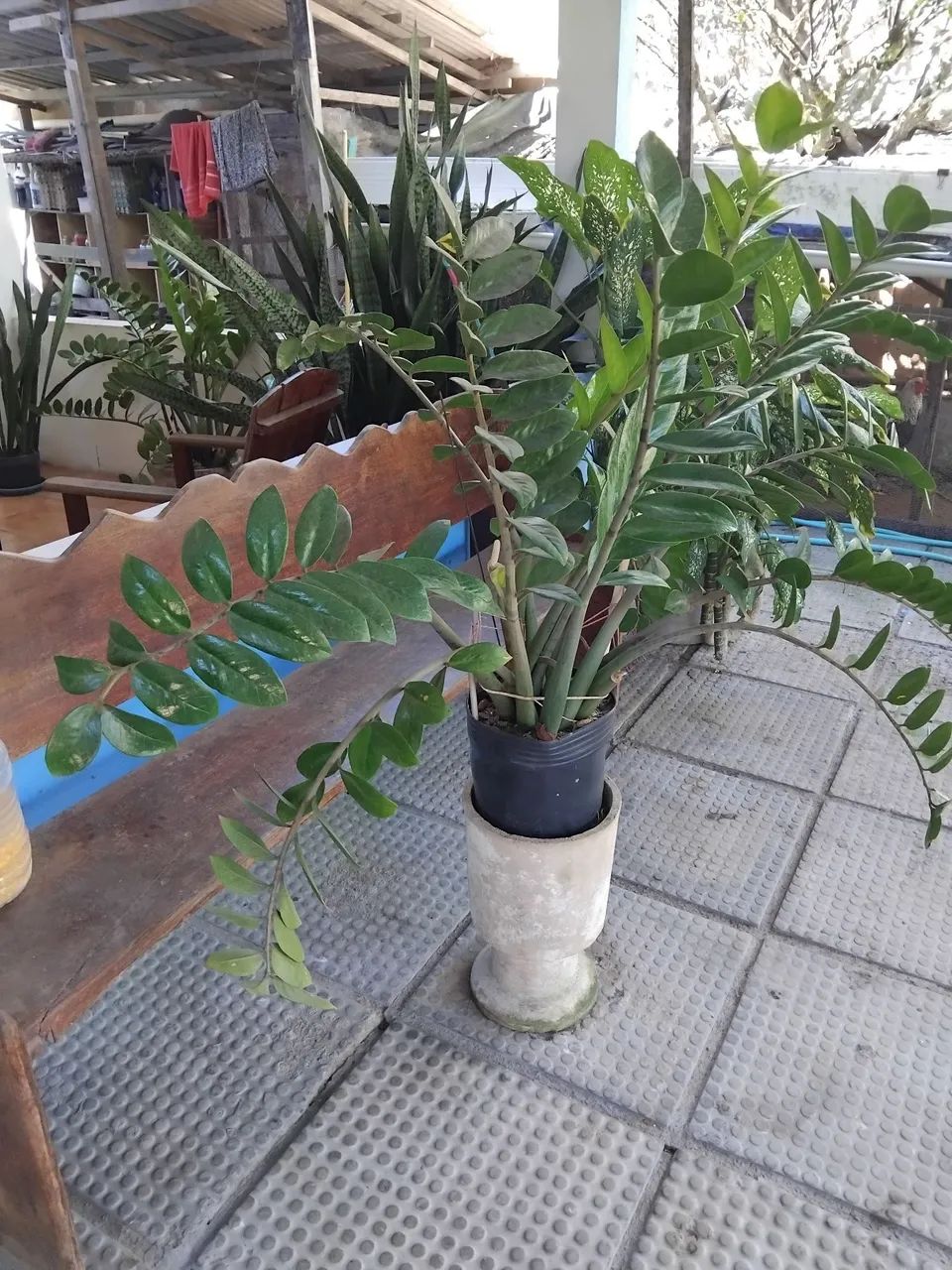 ZAMIOCULCA  - Foto 2