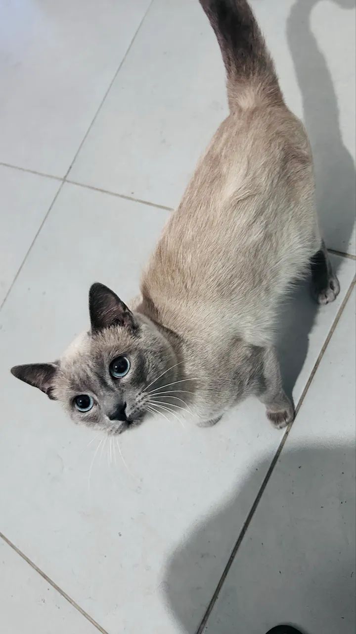 Doação gato - Foto 2