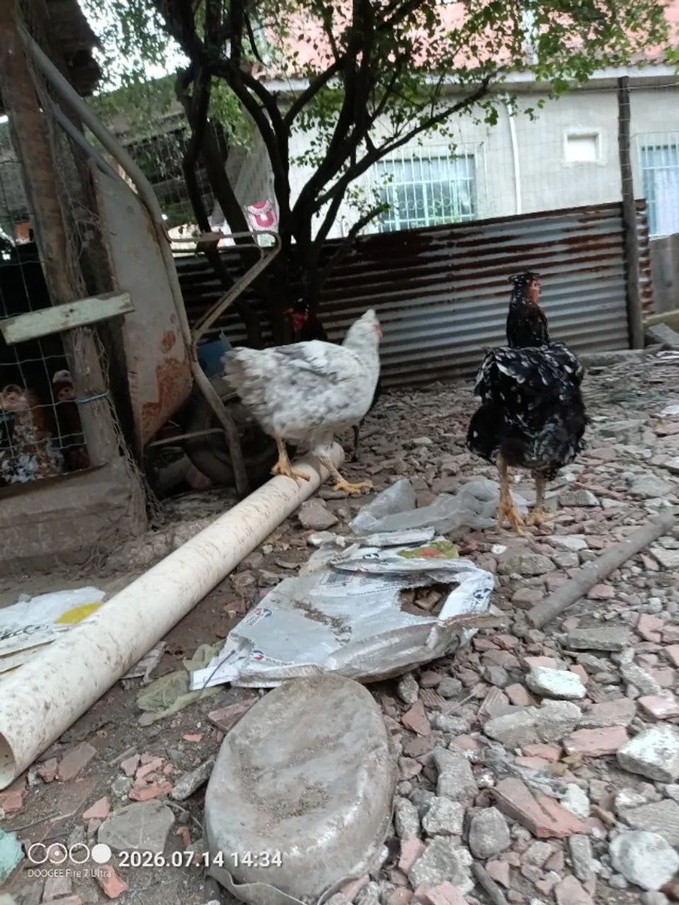 Galinha GSB - Foto 2