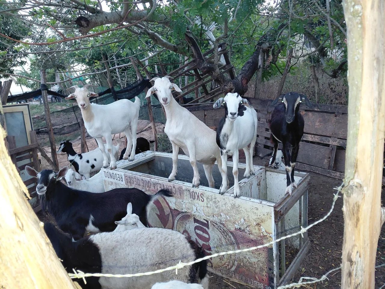 Cabras  - Foto 2