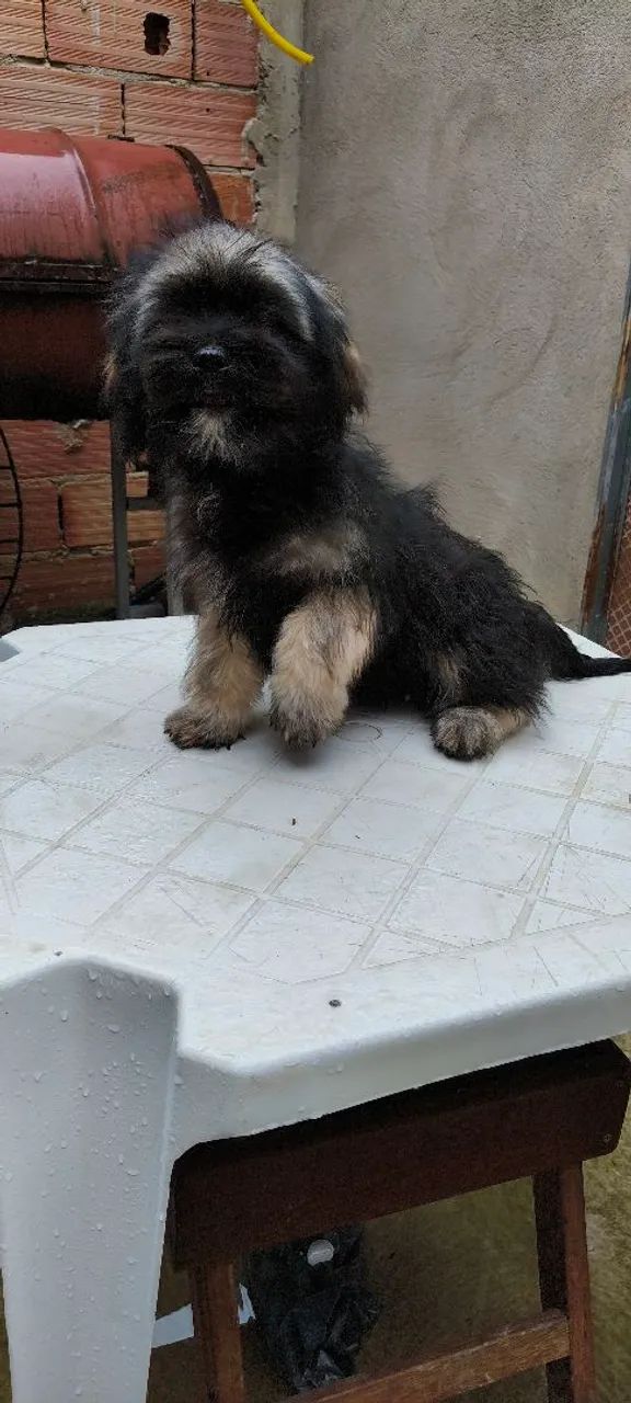 Shitzu 4 meses  - Foto 5