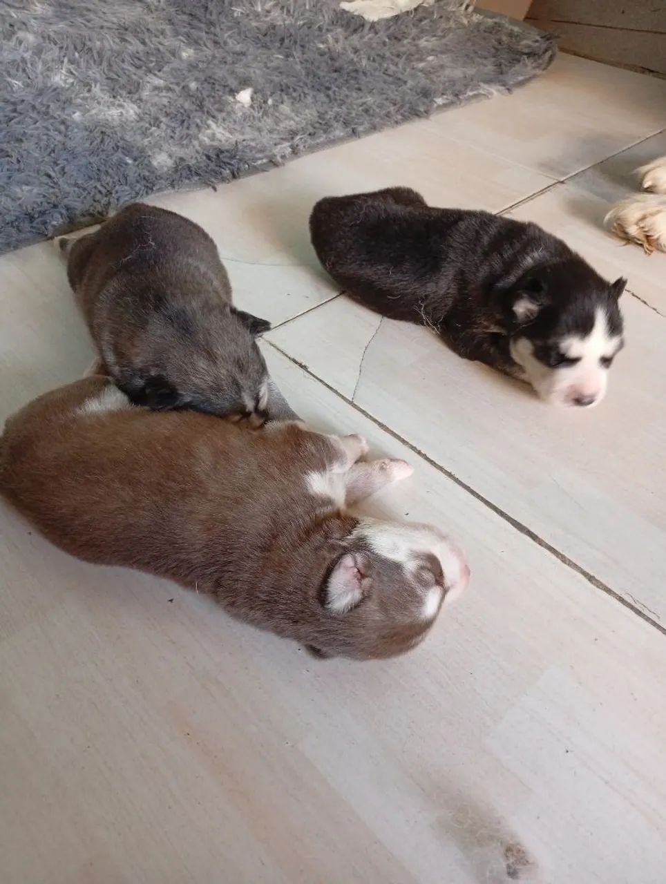 Husky siberiano top dos tops  - Foto 3