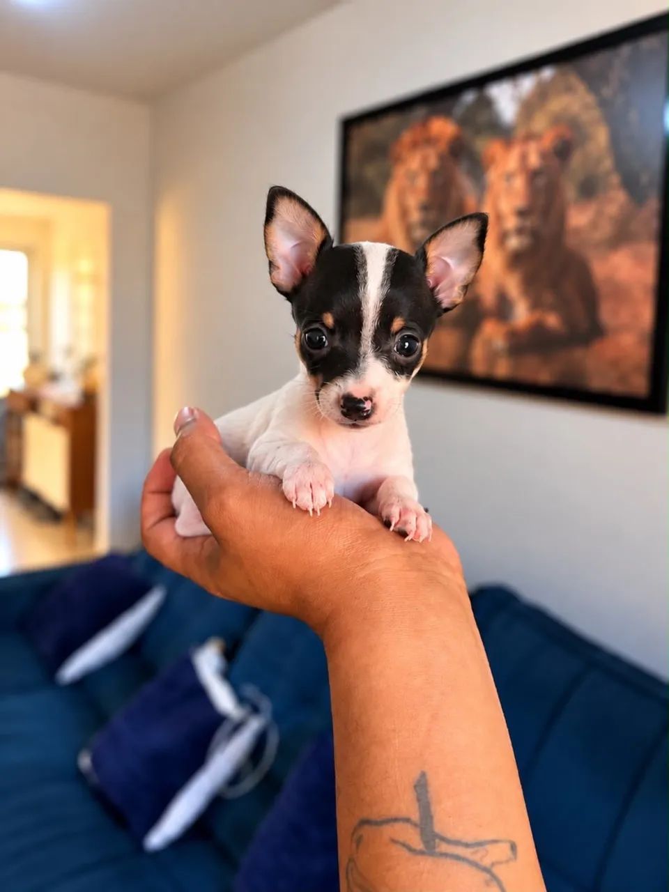 Pinscher - Foto 2