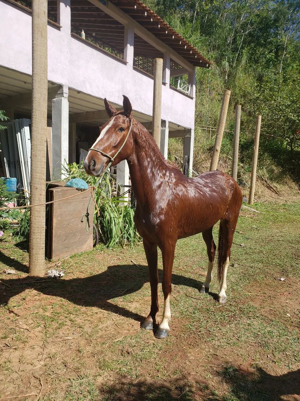 Cavalo* Égua manga larga mineira marchadeira - Foto 3
