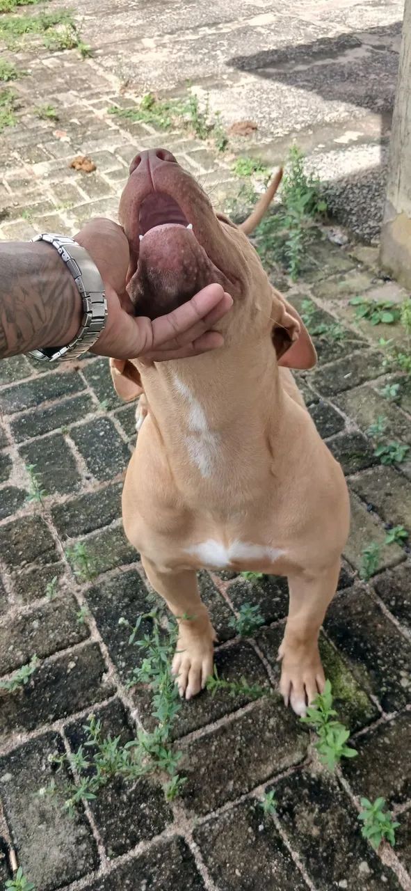 PITMONSTER 4 meses - Foto 4
