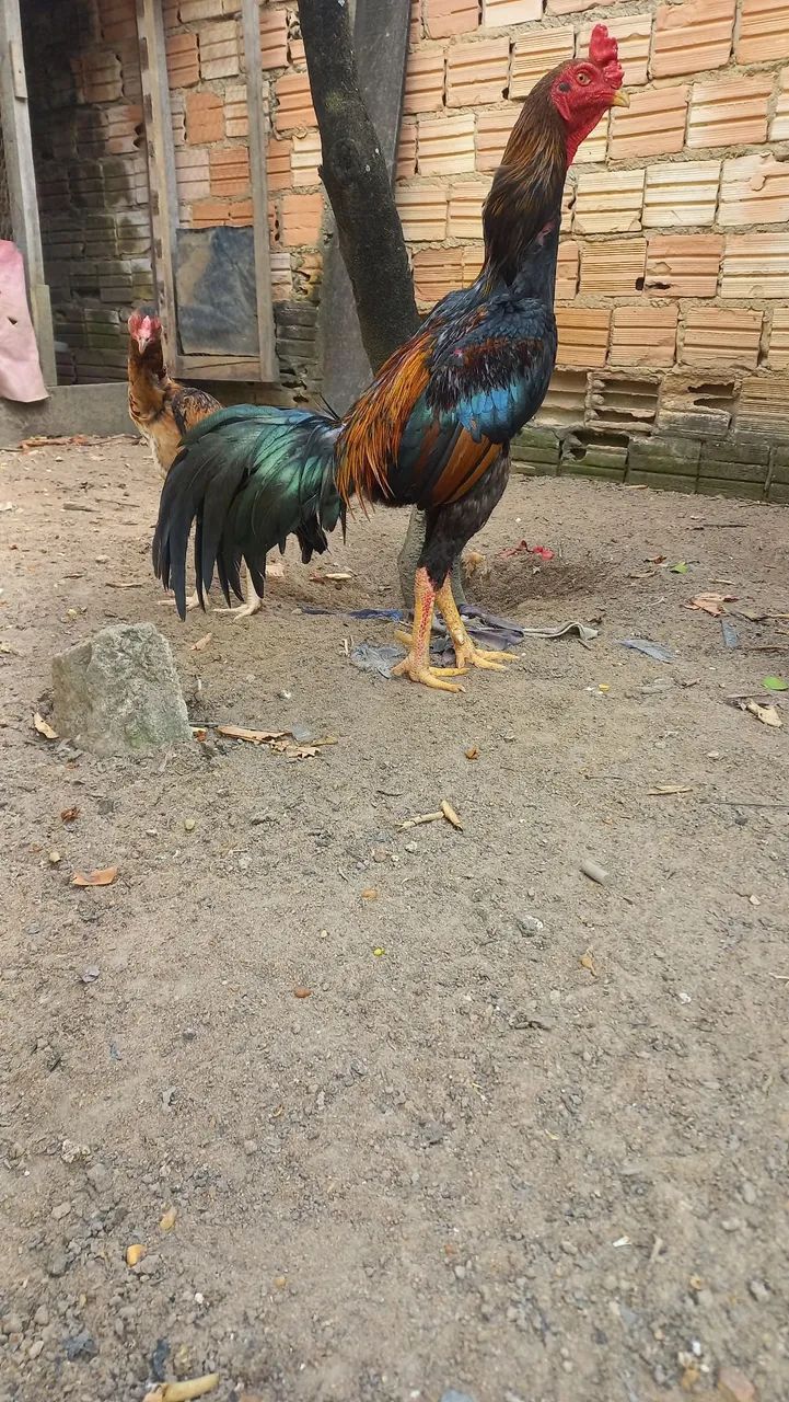 Vende-se galo top 