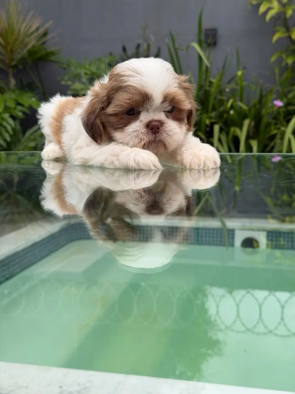 Shih Tzu