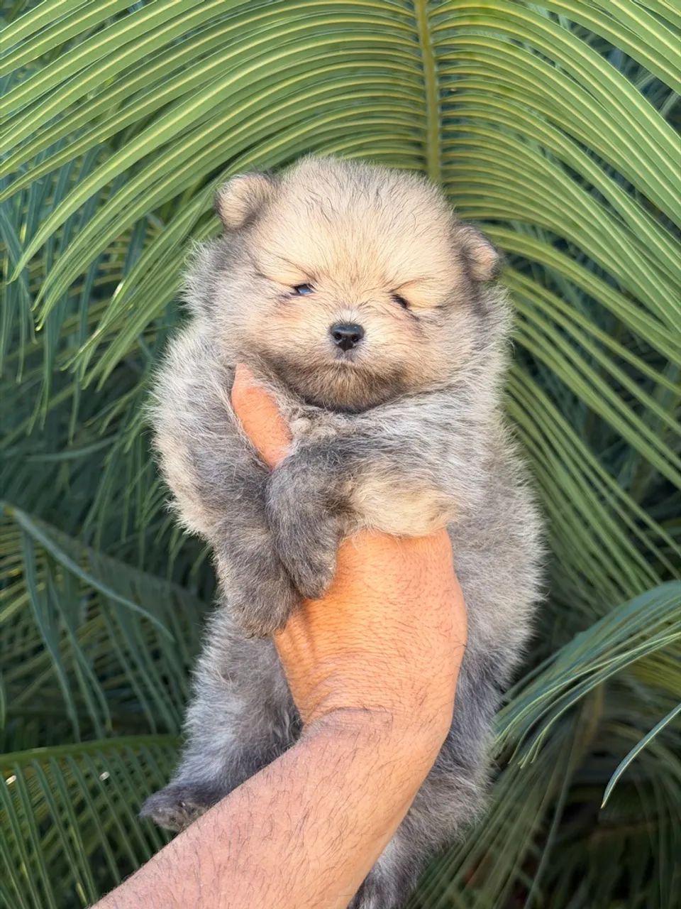 Lulu da Pomerania  - Foto 3