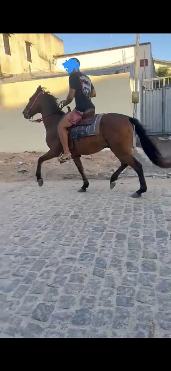 Vendo cavalo  - Foto 2