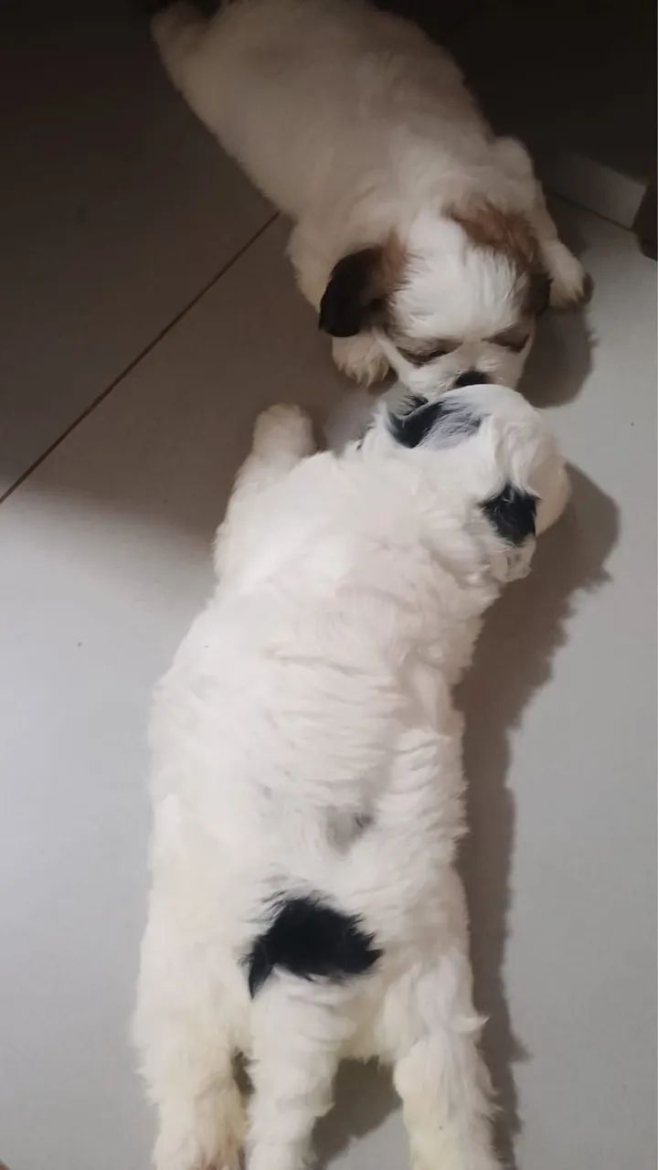 Filhotes Shitzu  - Foto 3