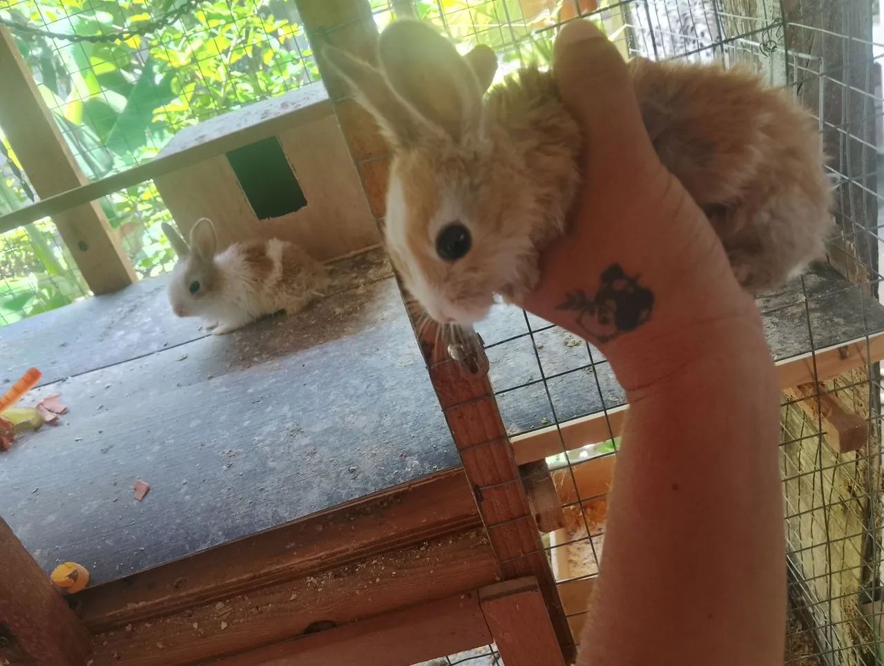 Mini coelho  - Foto 2