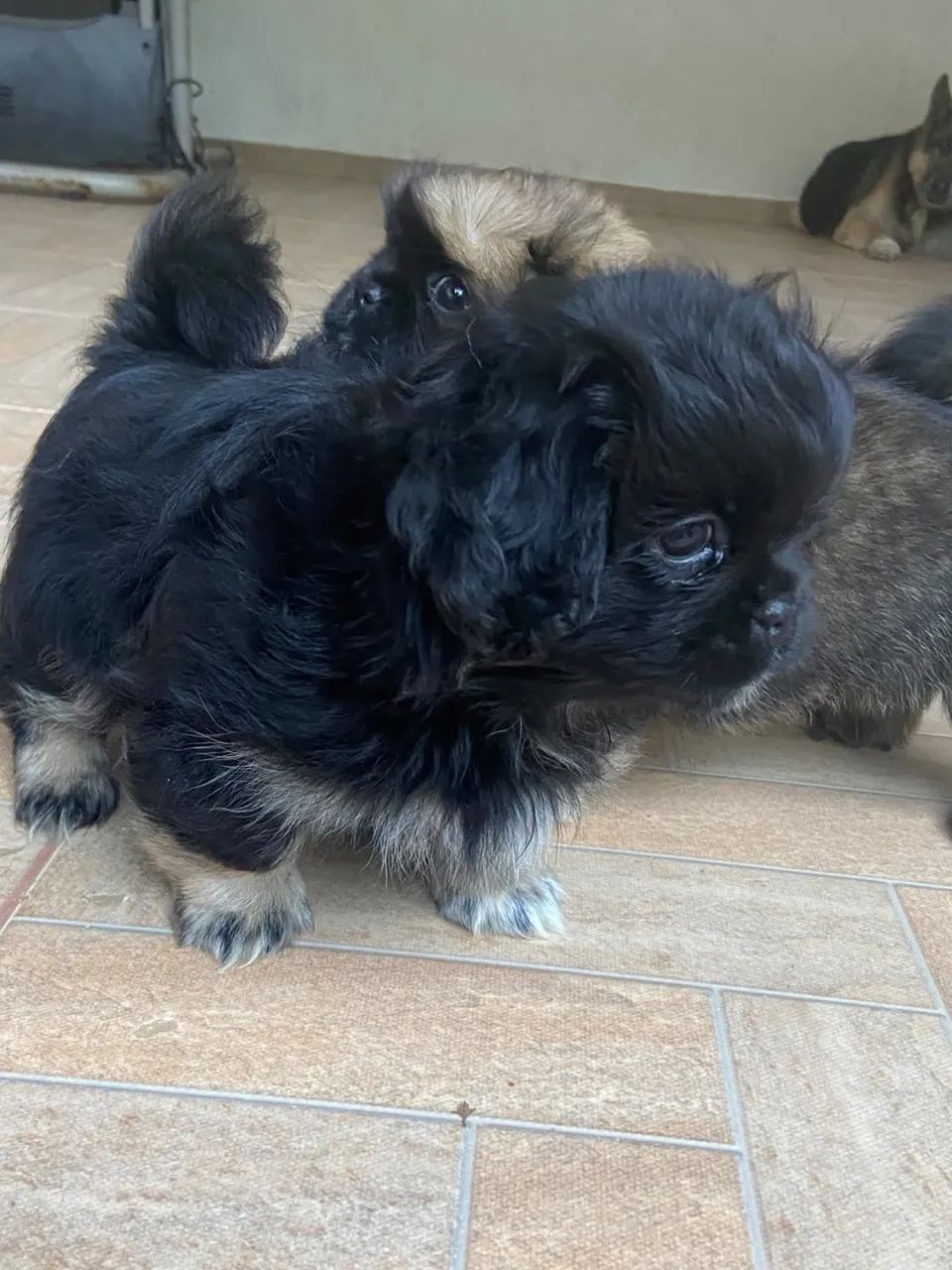 Cachorro - Foto 3