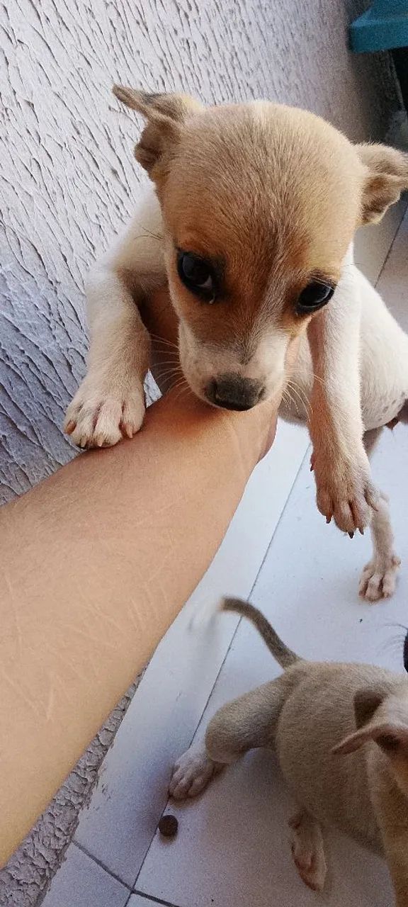 Para doação  - Foto 4
