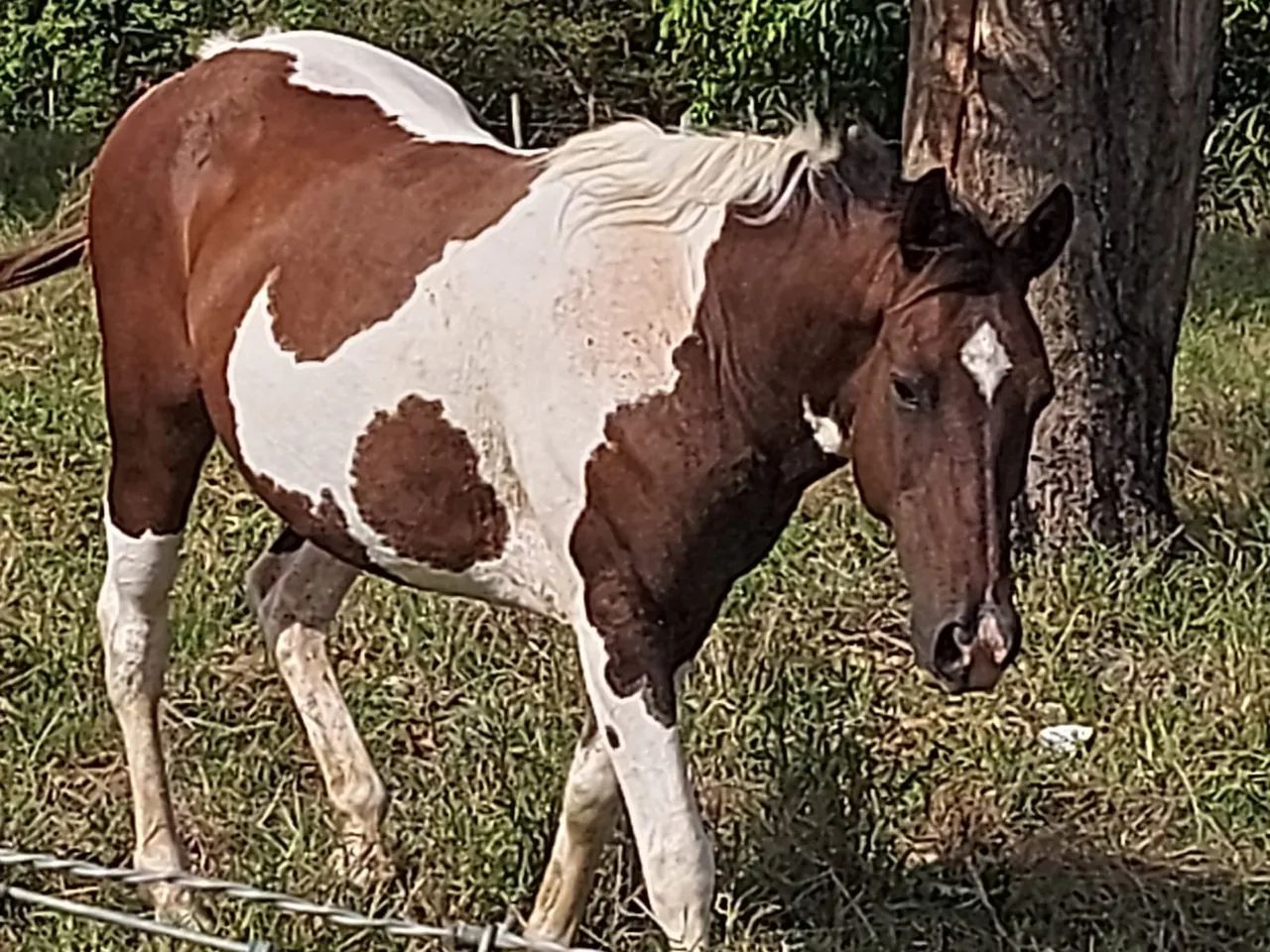 Égua Paint Horse - boa reprodutora