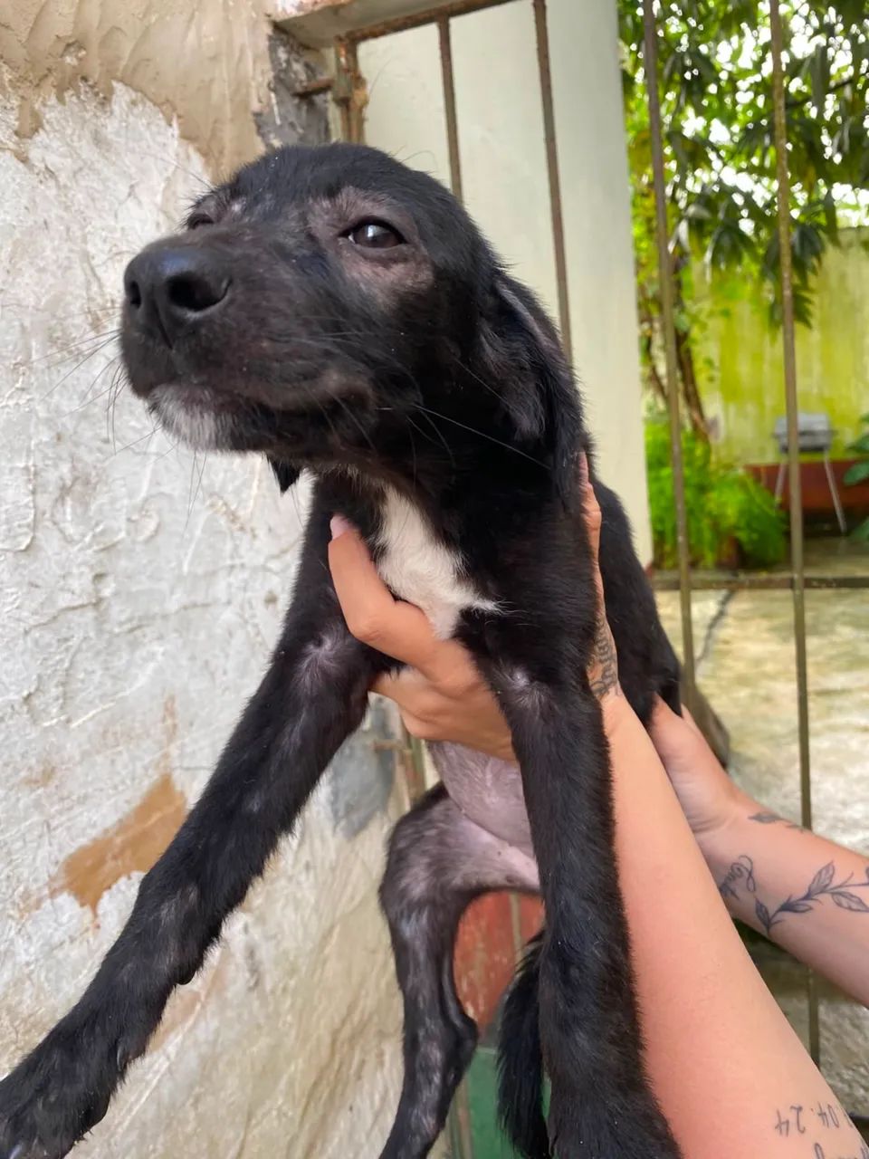 cachorros para adoção ! - Foto 4