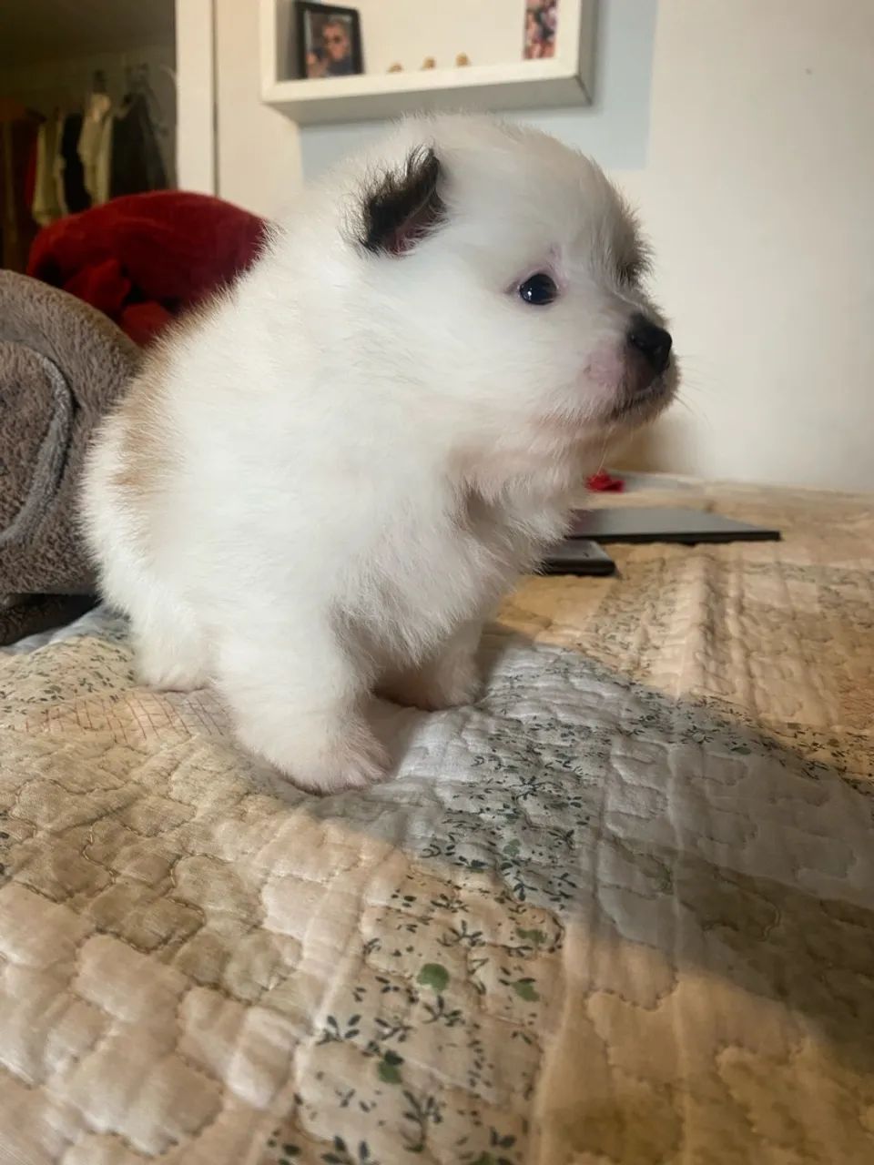 Filhote de Spitz Alemão Macho  - Foto 3