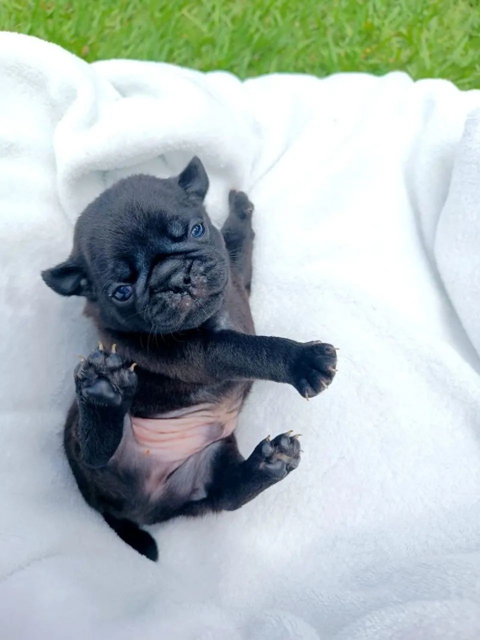 Pug - Foto 2
