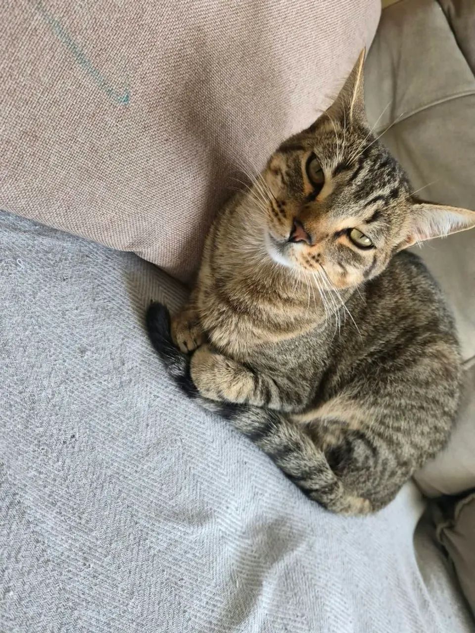 Gato castrado 