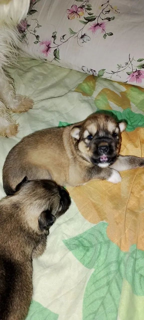  filhotes de Pets 100,00 - Foto 3