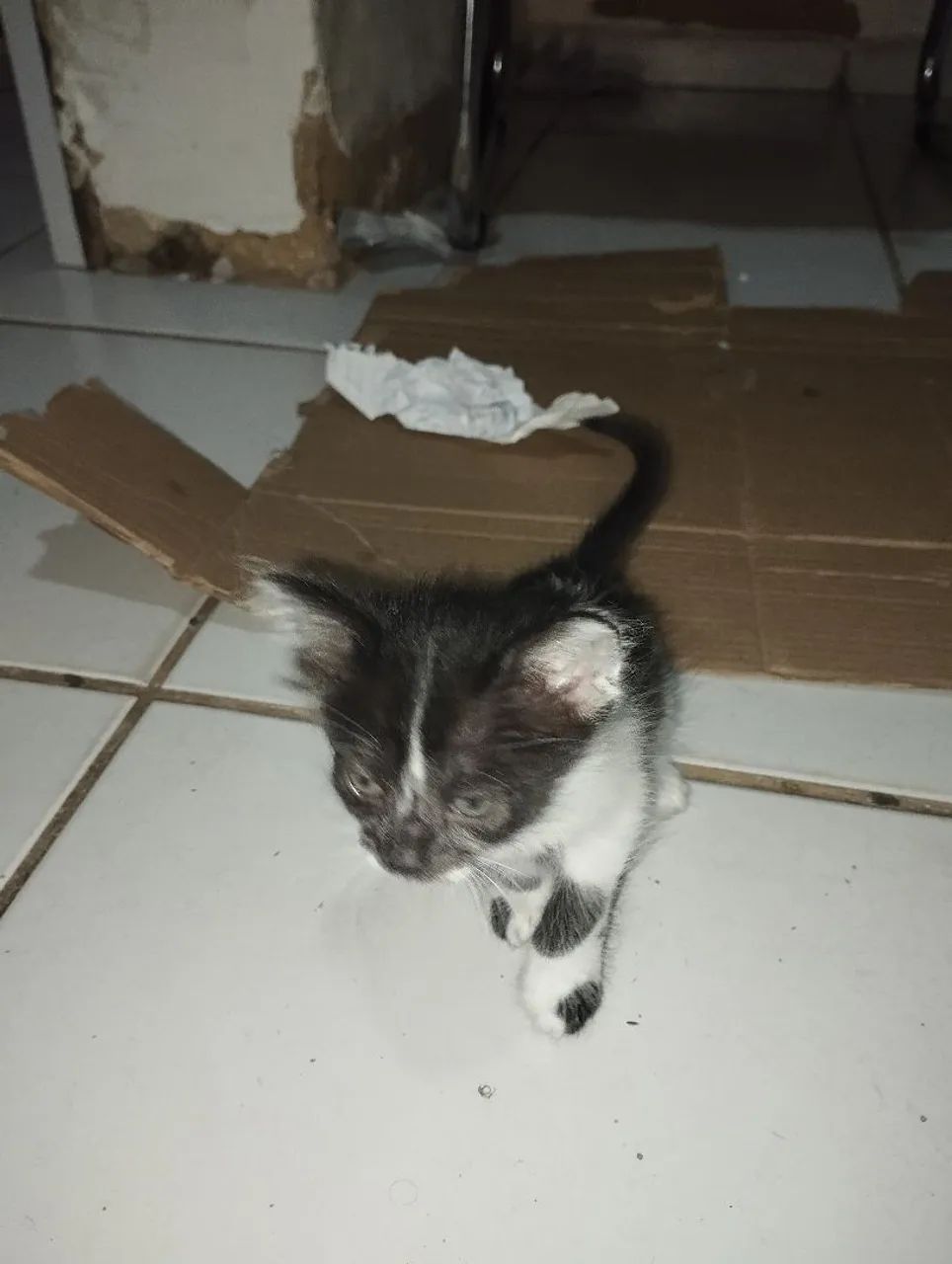 Doação filhotes de gatos - Foto 3