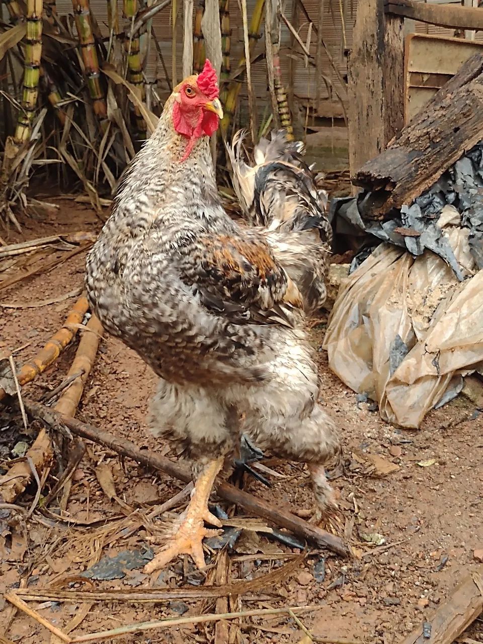 Galo  - Foto 2