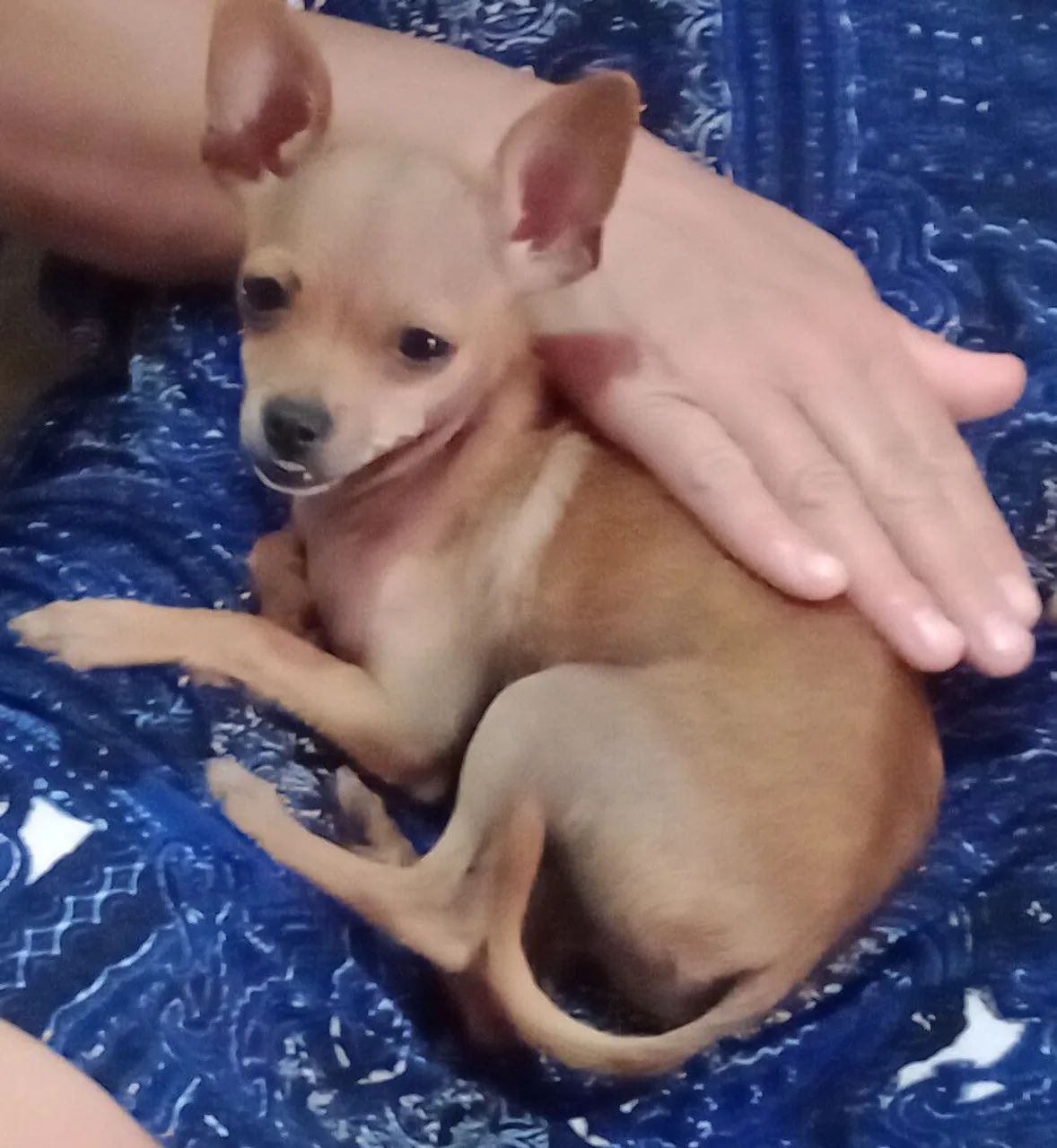 Pinscher