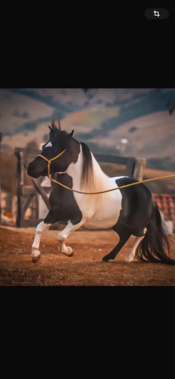 Cavalos pôneis.  - Foto 5