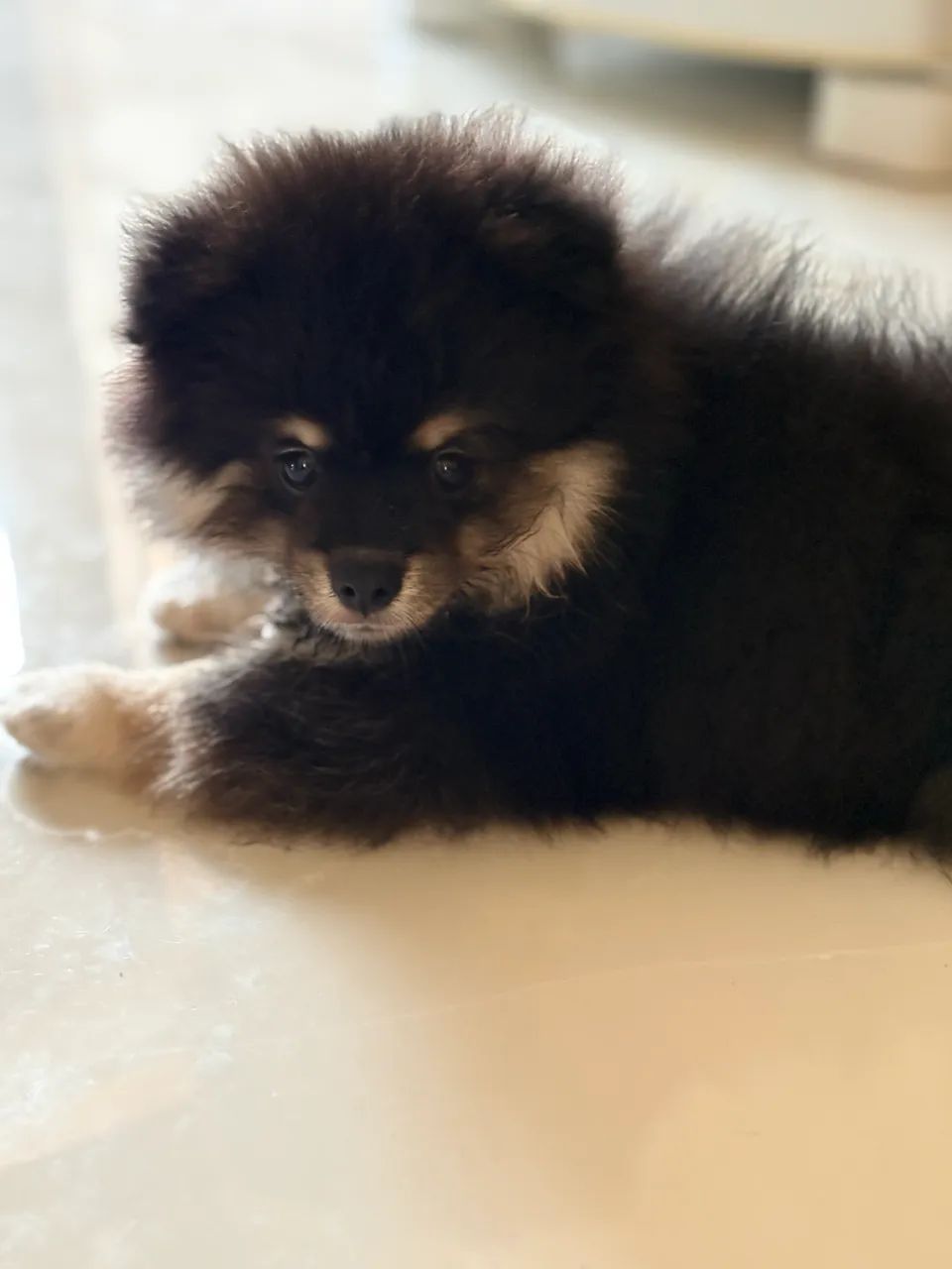 Pets - Foto 4