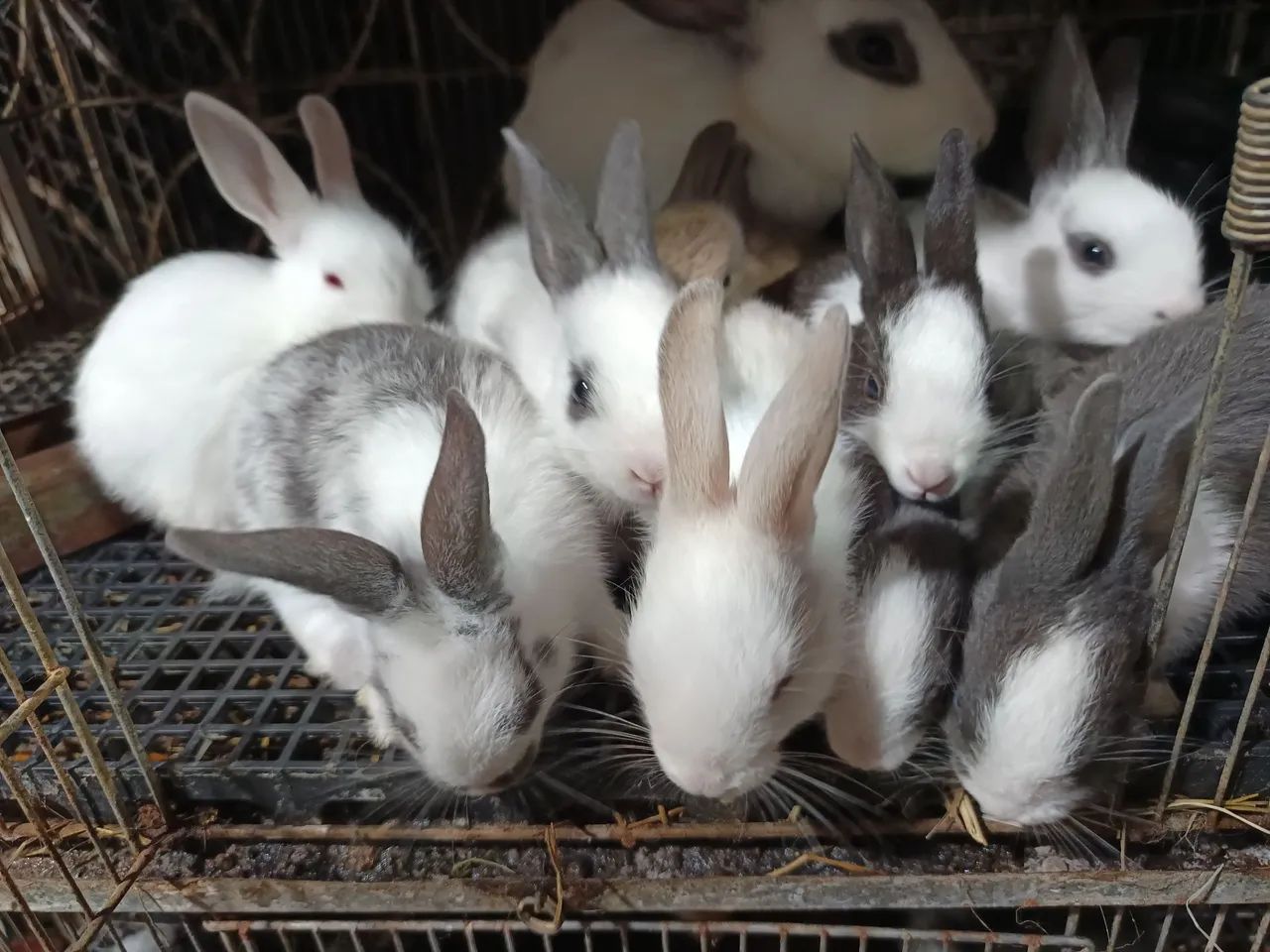 Coelhos