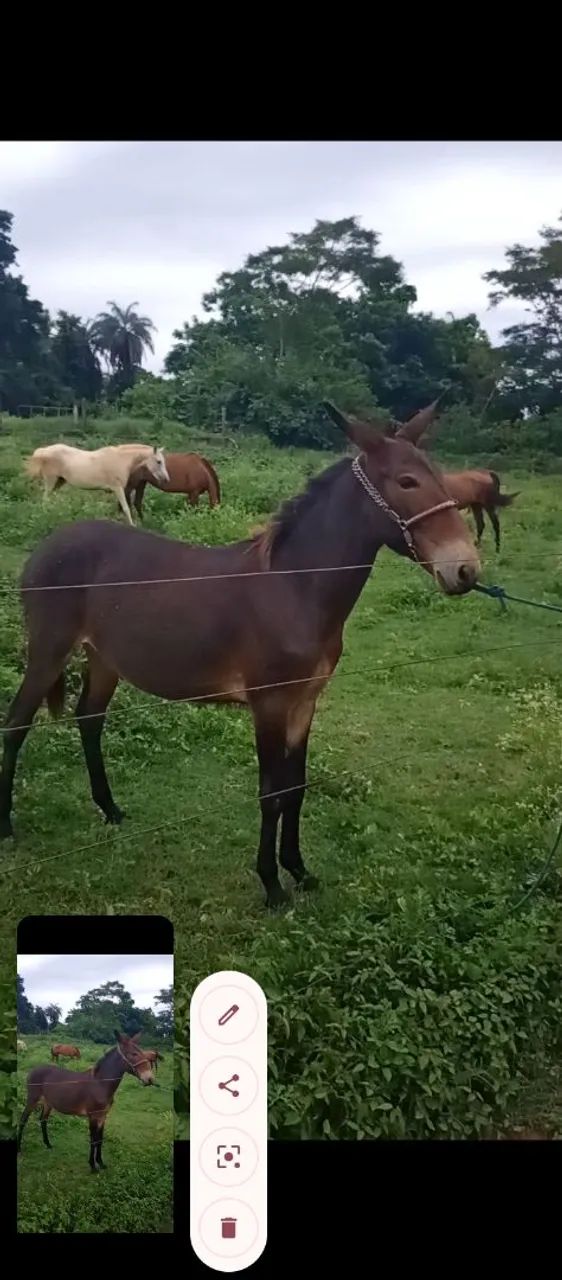 Vendo burro a ano e dois meses 