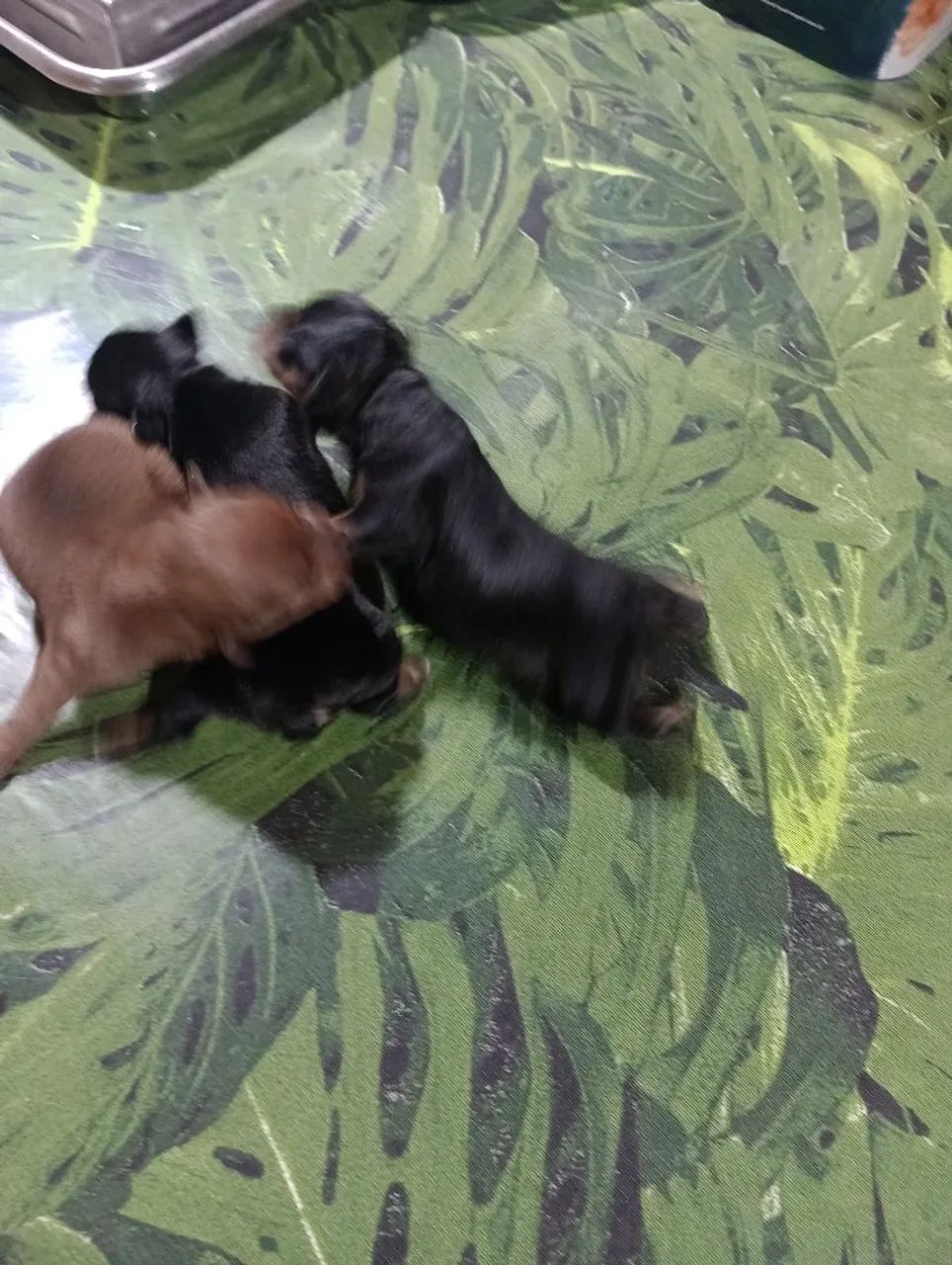 Pinscher zero - Foto 3