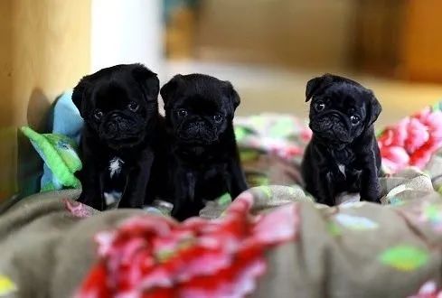 Pug Filhotes