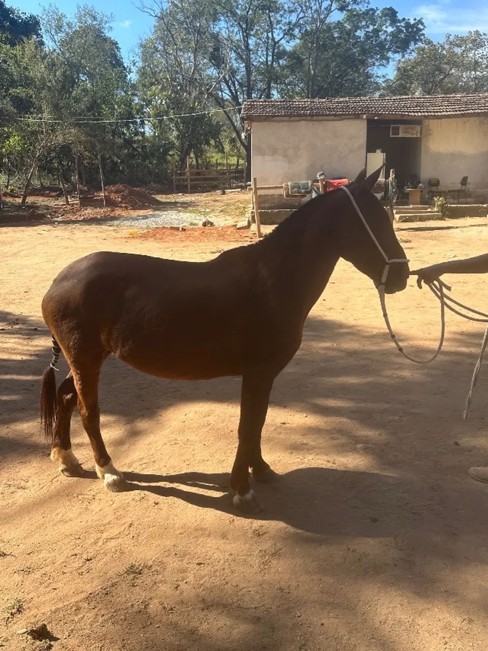 Cavalo - Foto 2