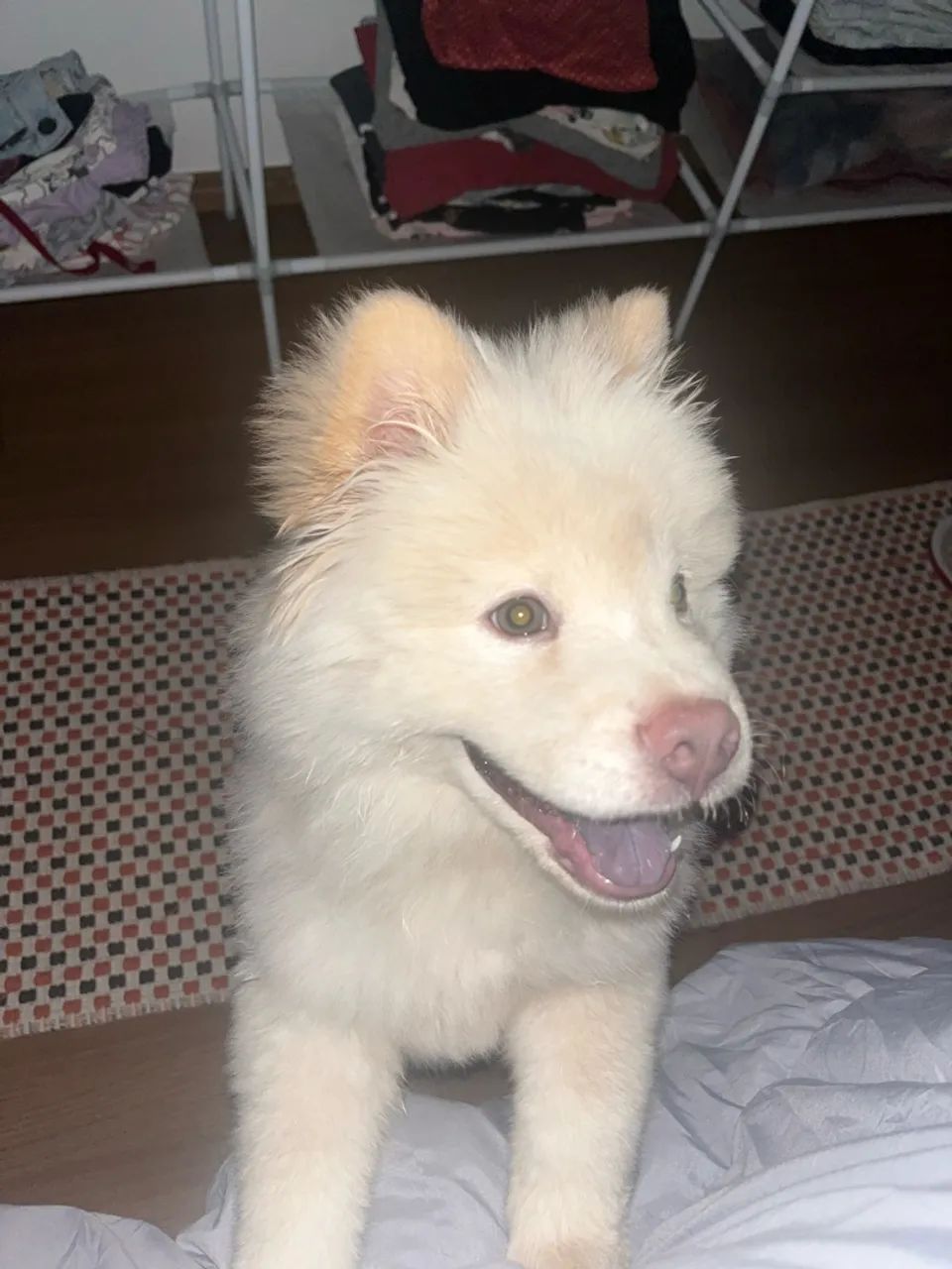 Chow chow - Foto 4