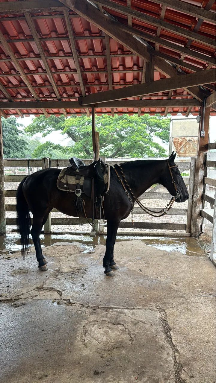 Égua preta de marcha picada ! 