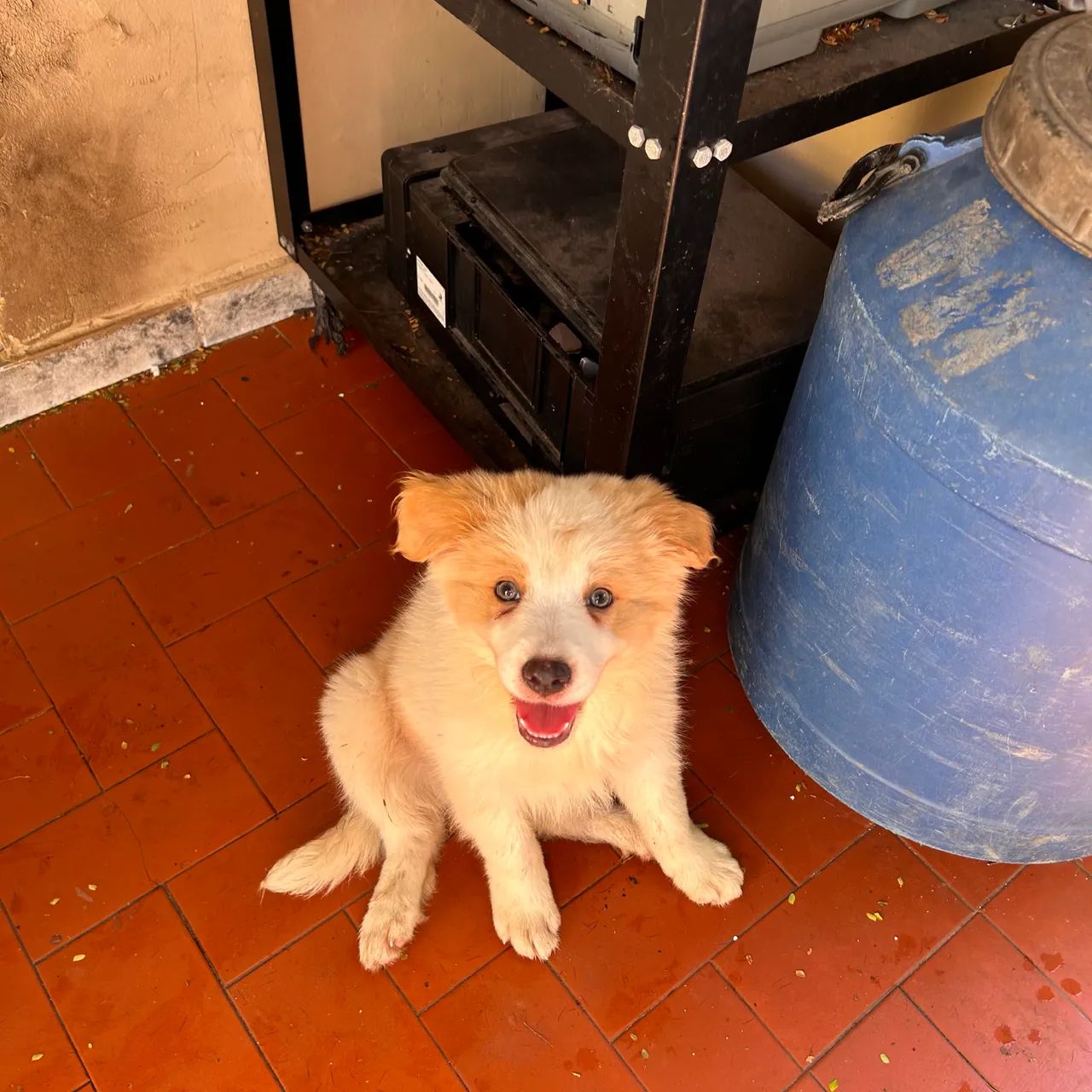 Filhote de Border collie (vermelho australiano) - Foto 4