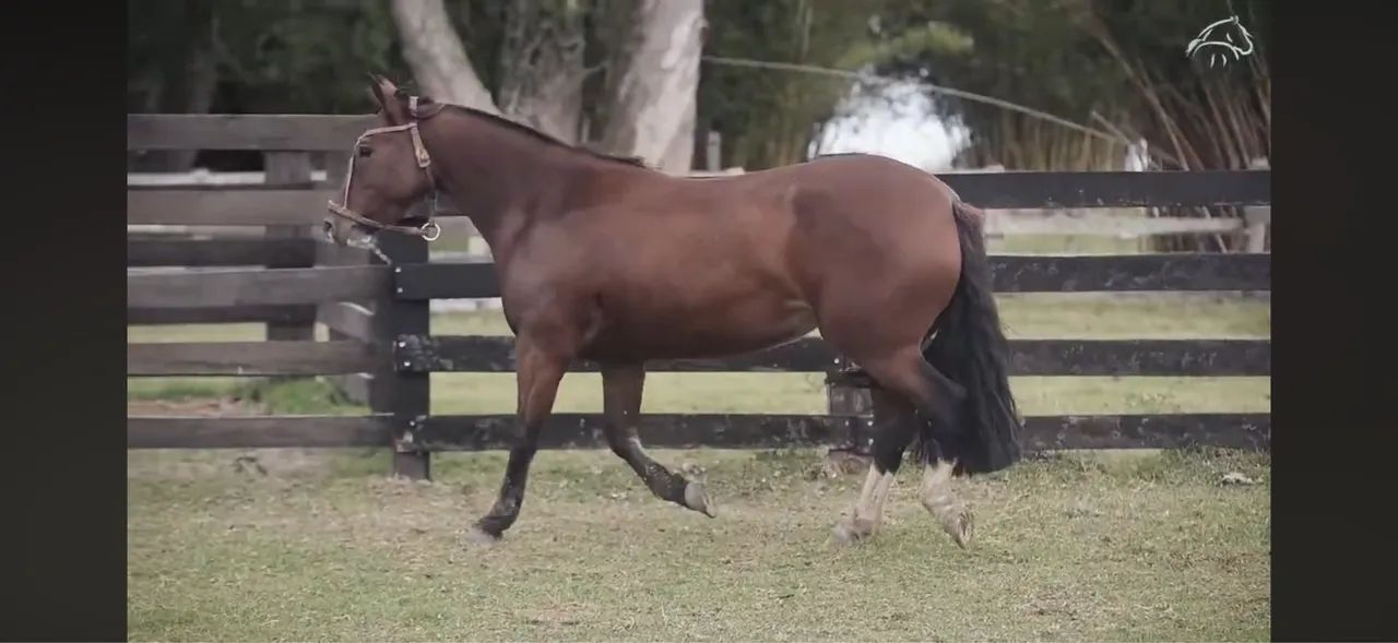 Égua crioula - 9 anos 