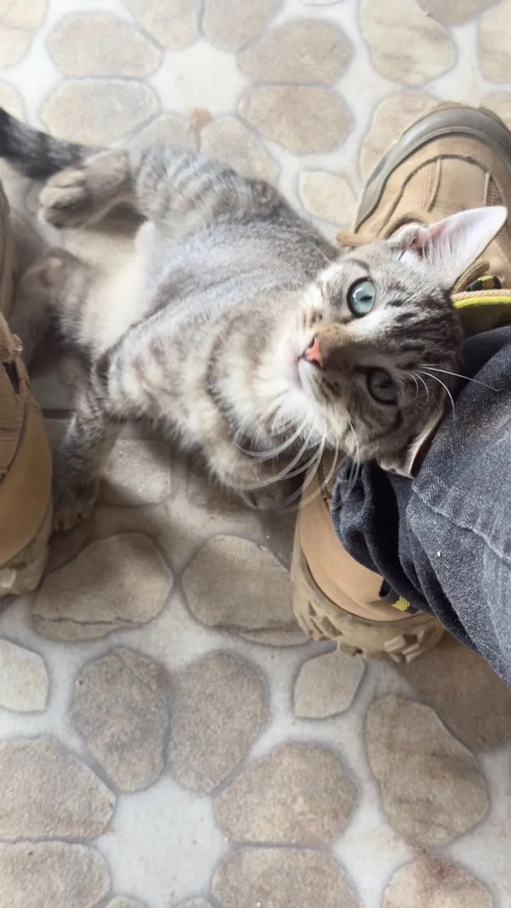 Doa-se lindo Gatinho  - Foto 3